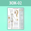 Плакат «Что такое остеопороз?» (ЗОЖ-02, ламинир. бумага, A2, 1 лист)